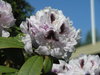 Puistoalppiruusu - Rhododendron `Calsap`