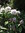 Puistoalppiruusu - Rhododendron `Calsap` INKARHO
