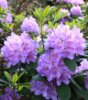 Puistoalppiruusu - Rhododendron `Catawbience Grandiflorum`