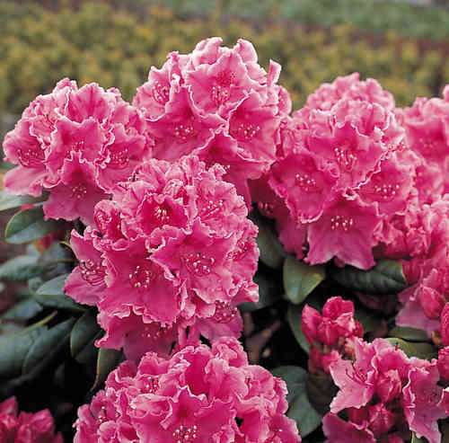 Alppiruusu - Rhododendron `Claudine` EXTRA-SUURI