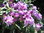 Alppiruusu - Rhododendron `Catawbience Boursault` EXTRA-SUURI