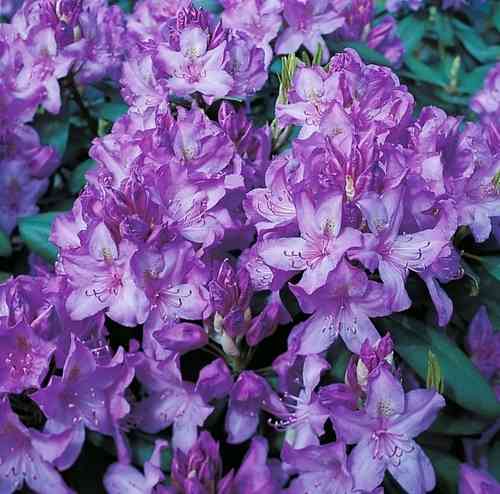 Alppiruusu - Rhododendron `Catawbience Boursault` INKARHO