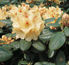Alppiruusu - Rhododendron wardii `Goldbuket`