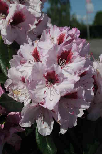 Alppiruusu - Rhododendron `Graffito` EXTRA-SUURI