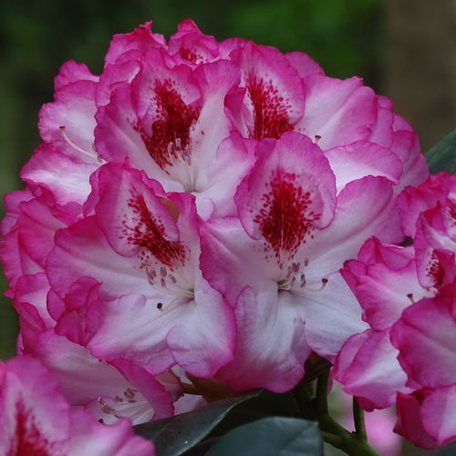 Alppiruusu - Rhododendron `Hachmann`s Charmant`