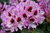 Alppiruusu - Rhododendron `Kabarett` EXTRA-SUURI