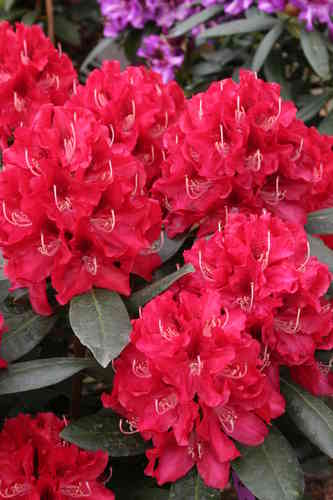 Alppiruusu - Rhododendron `Karl Naue`