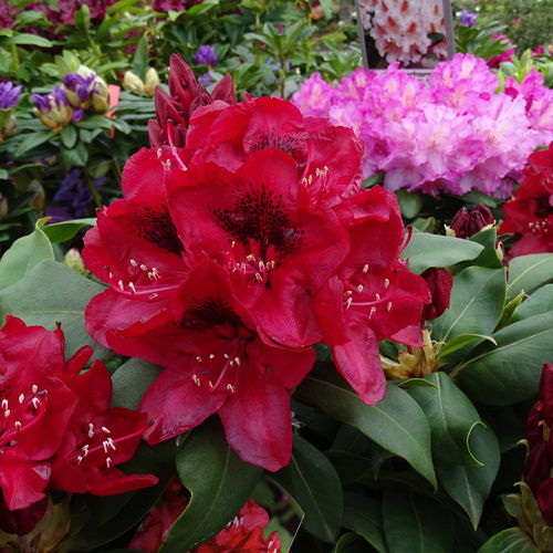 Alppiruusu - Rhododendron `Matador` EXTRA-SUURI