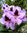Alppiruusu - Rhododendron `Metallica` EXTRA-SUURI