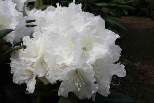 Alppiruusu - Rhododendron `Minas Snow` EXTRA-SUURI