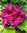 Alppiruusu - Rhododendron `Olin O Dopps`