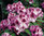 Alppiruusu - Rhododendron `Pfauenauge` EXTRA-SUURI