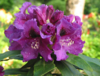 Alppiruusu - Rhododendron `Rasputin` EXTRA-SUURI