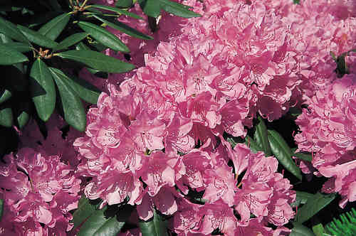 Alppiruusu - Rhododendron `Roseum Pink` EXTRA-SUURI