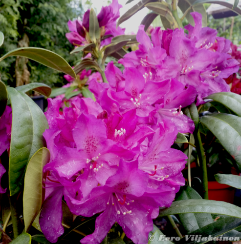 Alppiruusu - Royal Lilac