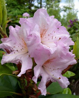 Tuoksualppiruusu - Rhododendron decorum `Dagmar`