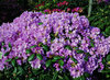 Kelloalppiruusu - Rhododendron williamsianum `Vater Böhlje` EXTRA-SUURI