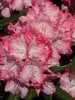 Yakushimanalppiruusu - Rhododendron yakushimanum `Emanuela`