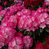 Yakushimanalppiruusu - Rhododendron yakushimanum `Fantastica`