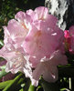 Yakushimanalppiruusu - Rhododendron yakushimanum `Ken Janeck`
