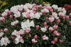 Yakushimanalppiruusu - Rhododendron yakushimanum `Schneekissen`