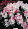 Yakushimanalppiruusu - Rhododendron yakushimanum  `Silver Lady`