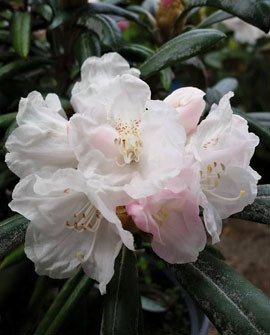 Yakushimanalppiruusu - Rhododendron yakushimanum `Yaku Angel`