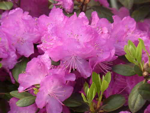 Karolinanalppiruusu - Rhododendron carolinianum `P.J.M. Elite`