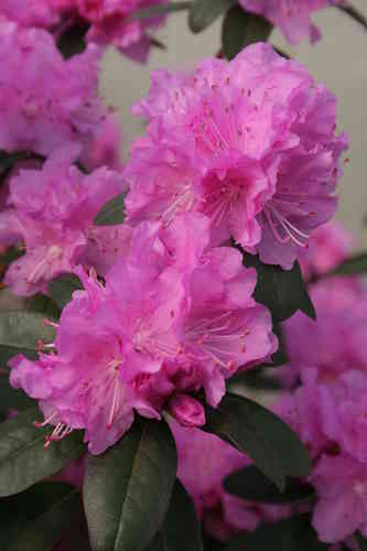 Karolinanalppiruusu - Rhododendron carolinianum `P.J.M Regal`