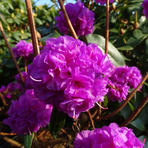 Dahurianalppiruusu - Rhododendron dauricum `April Rose` EXTRA-SUURI