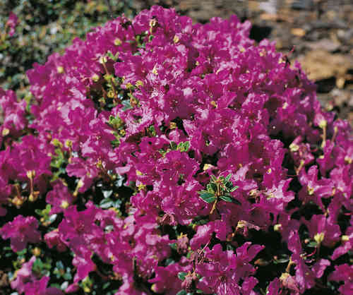 Mattoalppiruusu - Rhododendron keleticum