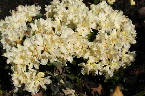 KEISKEI alppiruusu - Rhododendron keiskei `Patty Bee`