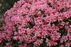 KEISKEI alppiruusu - Rhododendron keiskei `Wee Bee`