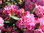 Marjatanalppiruusu - Rhododendron 'Haaga'