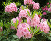 Marjatanalppiruusu - Rhododendron 'Helsingin Yliopisto'