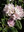 Alppiruusu - Rhododendron 'Pohjolan Tytär'