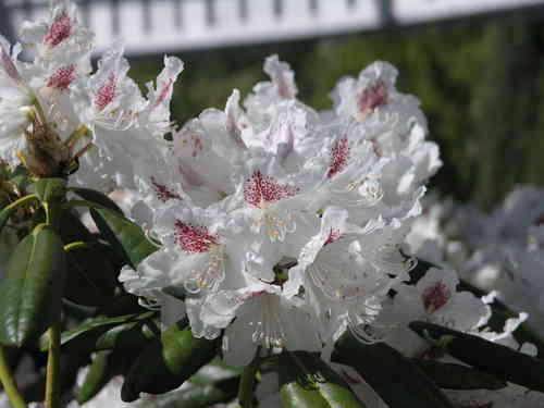 Marjatanalppiruusu - Rhododendron 'P.M.A. Tigerstedt'