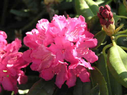 Nukka-alppiruusu - Rhododendron 'Hellikki'