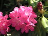 Nukka-alppiruusu - Rhododendron 'Hellikki'