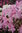 Kuningasatsalea - Rhododendron schlippenbachii