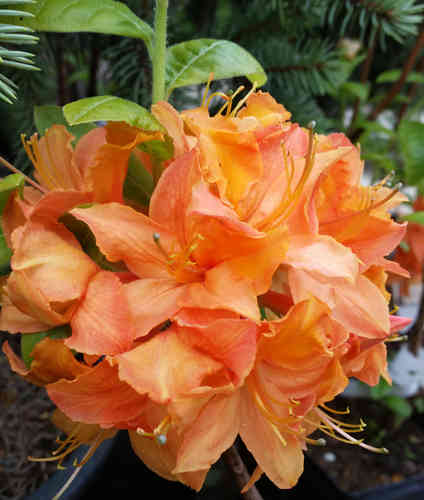 Revontuliatsalea - Rhododendron x `Mandarin Lights`
