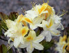 Revontuliatsalea - Rhododendron x `Northern Hi-Lights`