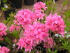 Revontuliatsalea - Rhododendron x `Rosy Lights`