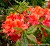 Gentinatsalea - Rhododendron `Aamurusko`