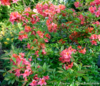 Puistoatsalea - Rhododendron `Adalmina`