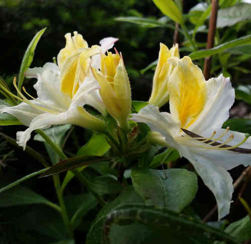 Puistoatsalea - Rhododendron `Illusia`