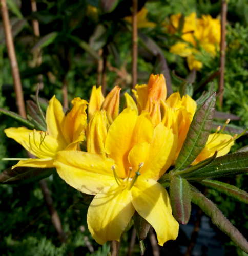 Puistoatsalea - Rhododendron `Onnimanni`