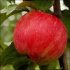 Omenapuu - Malus domestica Siloposken aikainen 150-200