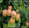 Omenapuu - Malus domestica Siloposken nautinto 150-200
