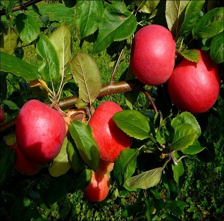 Omenapuu - Malus domestica Siloposken aurinkoinen 150-200